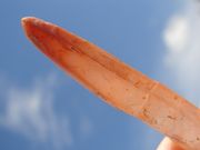 TRS-01 Tibetan Red Spears  with fine Hairs