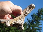 ZWA-5 Large Tibetan Black Quartz Self Healer in Matrix