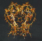 Chandelier 30% lead Crystal # MDS1194L12ag Size w33" x h18"