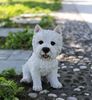12" White Terrier Dog Sitting "Ultra-Realistic"
