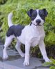 16" Standing Jack Russell Statue "Ultra-Realistic"