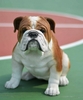 18.5" Large Bulldog Statue "Ultra-Realistic"