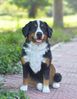 21.5" Bernese Mountain Dog Sitting "Ultra-Realistic"