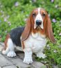 21" Basset Hound Dog "Ultra Realistic"