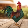 24" Rhode Island Red Rooster