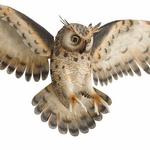 32" Long Eared Owl Wall Decor