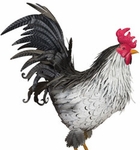 35" Sussex Rooster Decor