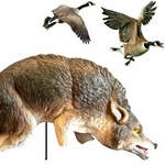 3D Coyote Predator