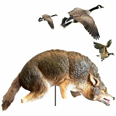 3D Coyote Predator - Click to enlarge