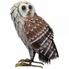 Standing Barn Owl