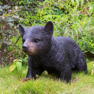 Black Bear Cub - Walking 