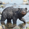 Black Bear Walking Statue "Ultra-Realistic"