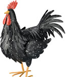 Black Rooster Decor LG