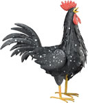 Black Rooster Decor MED