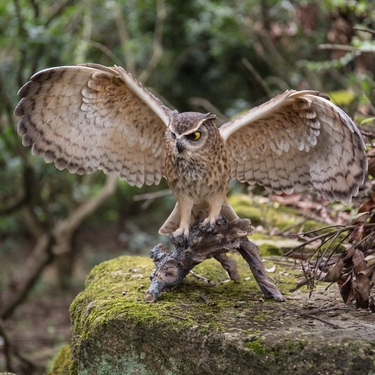 Eagle Owl w/Wings Out 