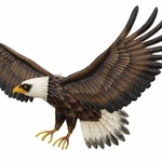 Eagle Wall Decor