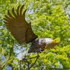 Giant Bald Eagle Iron Rocking Stake