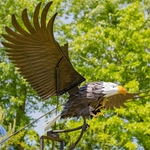 Giant Bald Eagle Iron Rocking Stake Giant Bald Eagle Iron Rocking Stake