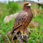 Golden Eagle Statue "Ultra-Realistic"