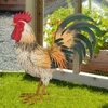 Large Bluff Rooster Decor