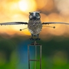 Giant Rustic Owl Rocker Stake