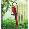Macaw Parrot on Swing