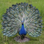 Magnificent Peacock Statue