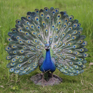 Magnificent Peacock Statue - Click to enlarge