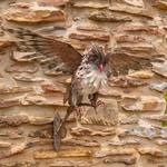 Metal Great Horned Owl Taking Flight
