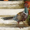 Metal Pheasant Bird Standing
