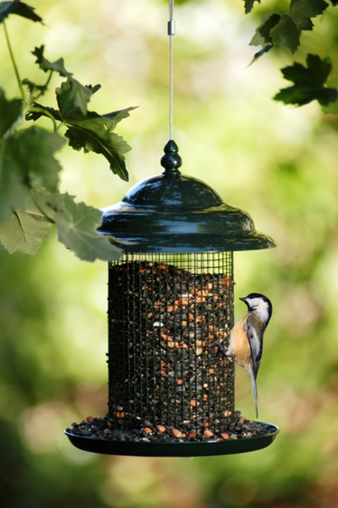 Peanut Sunflower Feeder w/Tray - Click to enlarge