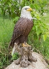 Perched Bald Eagle "Ultra-Realistic"