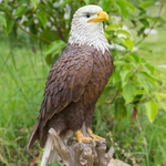 Perched Bald Eagle "Ultra-Realistic"