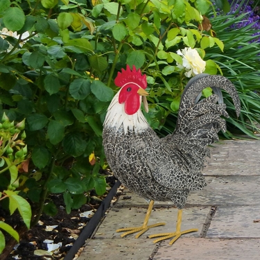 Preening Murray Rooster - Click to enlarge