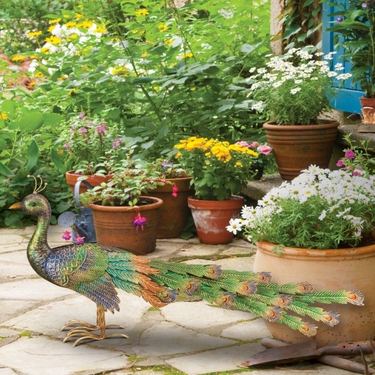 Roaming Imperial Peacock - Click to enlarge
