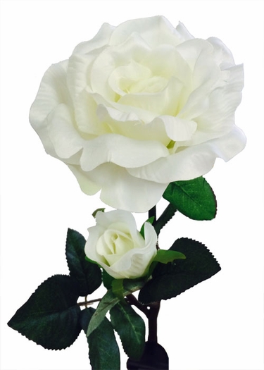 Solar Flower - White Rose - Click to enlarge