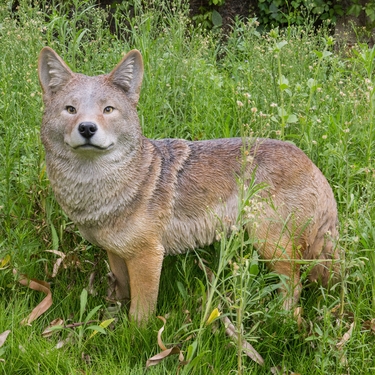 Standing Coyote 