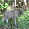 Standing Moose Statue "Ultra-Realistic"