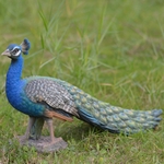 Standing Peacock Statue