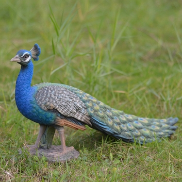 Standing Peacock Statue - Click to enlarge