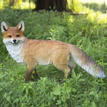 Walking Fox Statue "Ultra-Realistic" Walking Fox Statue "Ultra-Realistic"