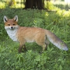 Walking Fox Statue "Ultra-Realistic"