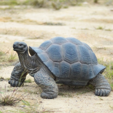 XL Tortoise Decor - Click to enlarge