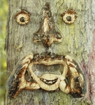 Yelling Tree Face