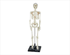Model of Human Skeleton, 85cm Model of Human Skeleton, 85cm