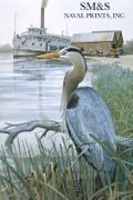 Great Blue Heron