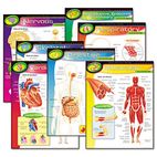 TREND Learning Chart Combo Pack, The Human Body, 17w x 22h, 7/Pack TEPT38913