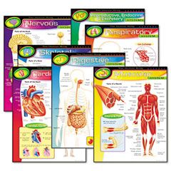 TREND Learning Chart Combo Pack, The Human Body, 17w x 22h, 7/Pack TEPT38913