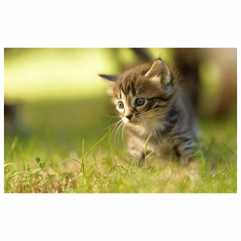 kittens