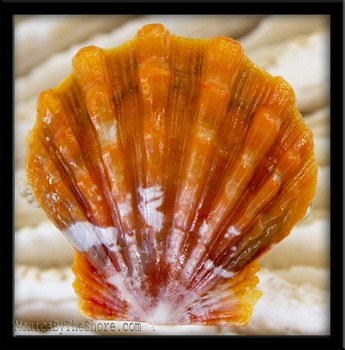 Bright Orange Sunrise Shell & Silver Ring